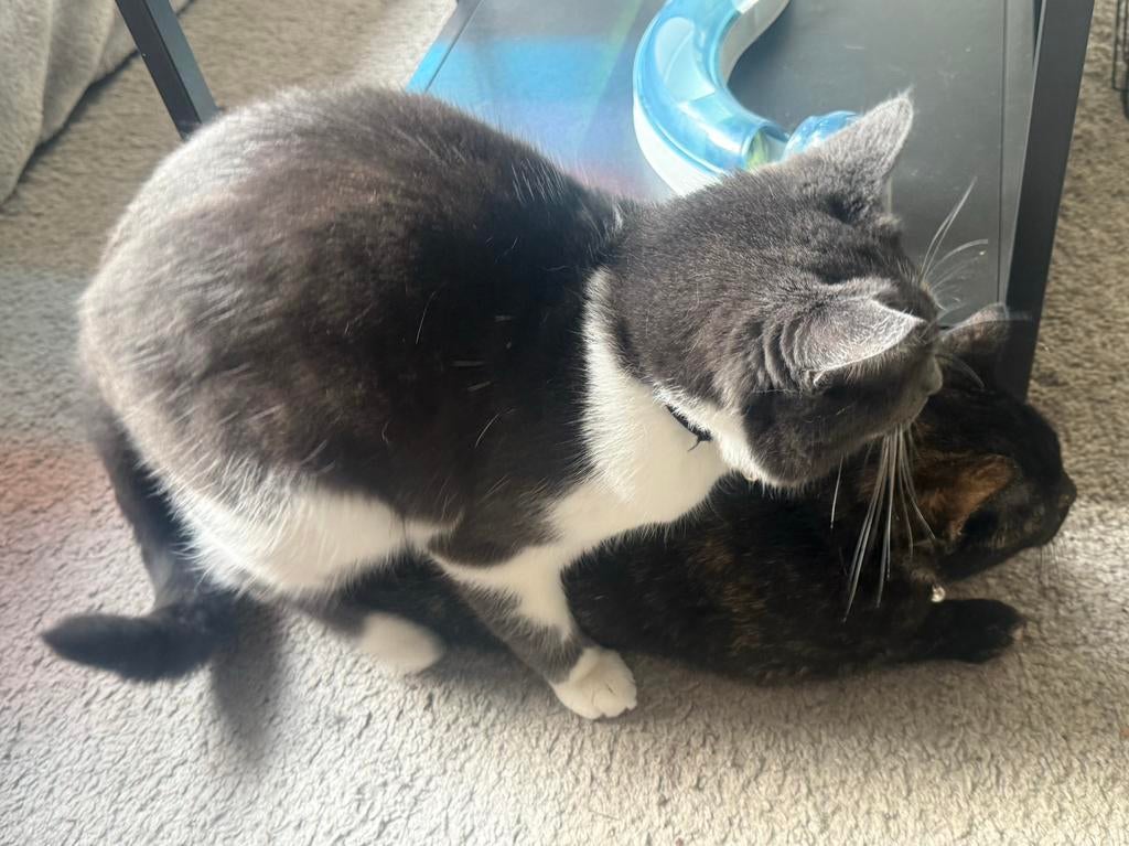 Dekkater mix maine coon, 0 tot 2 jaar
