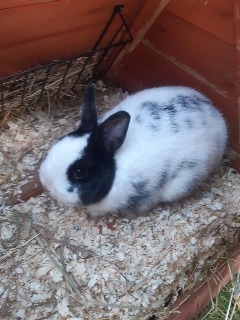 Ram en voedster kleurdwerg konijnen te koop.., Meerdere dieren, Dwerg, 0 tot 2 jaar