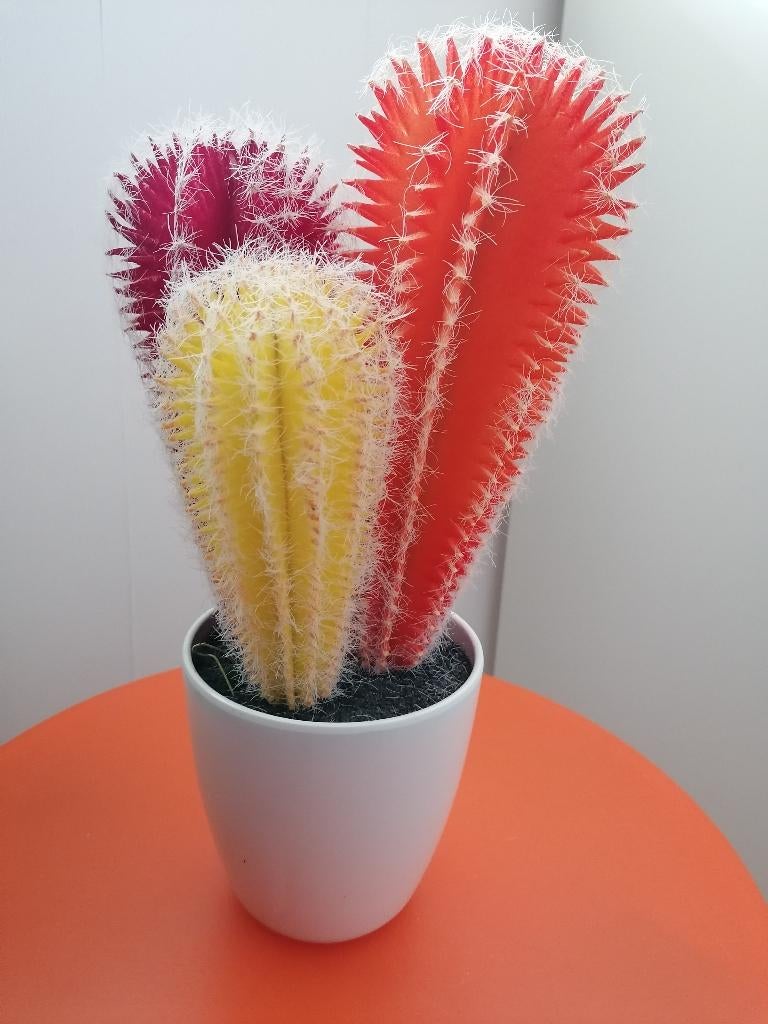 &Klevering cactus, Huis en Inrichting, Ophalen of Verzenden