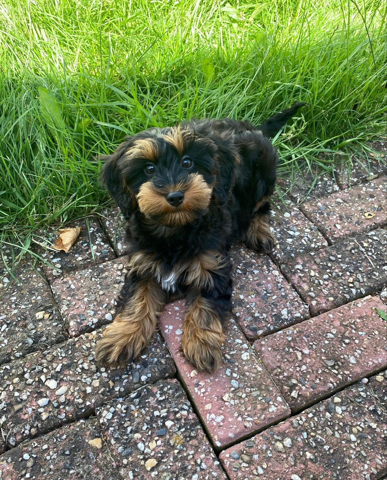 Leuke teckel kruising pup reutje, Dieren en Toebehoren, Honden | Niet-rashonden, Parvo, Nederland, Reu, 8 tot 15 weken