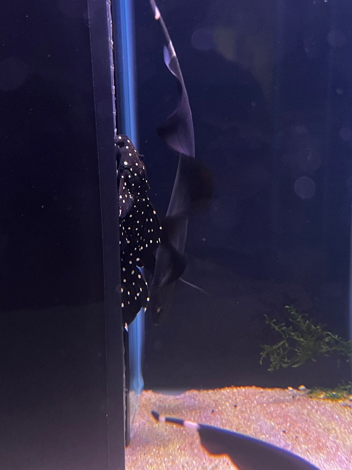 L240 galaxias pleco, Vis, Zoetwatervis