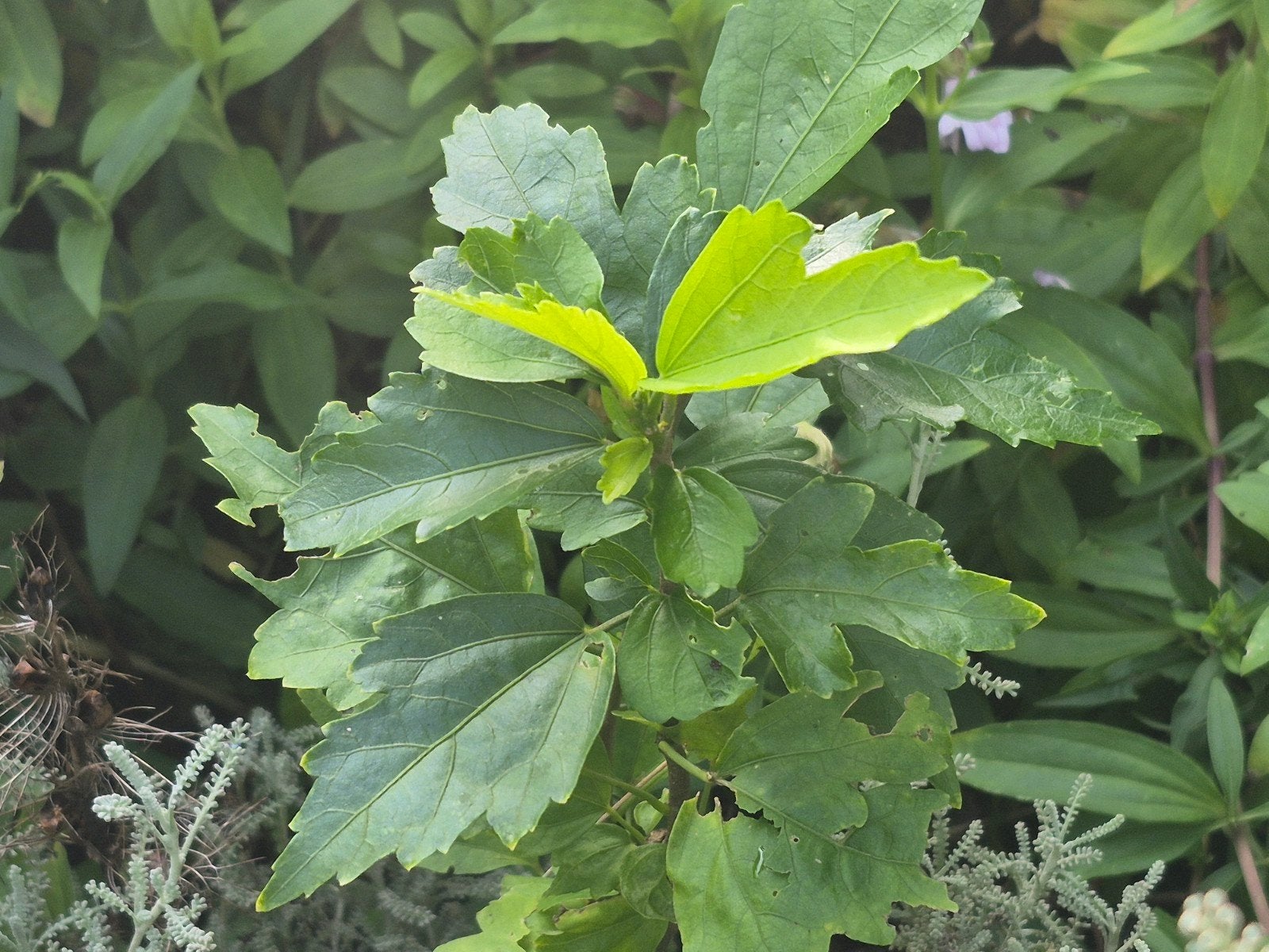 Kleine tuin Hibiscus - nog niet gebloeid, Volle zon, Vaste plant, Bloeit niet, Ophalen