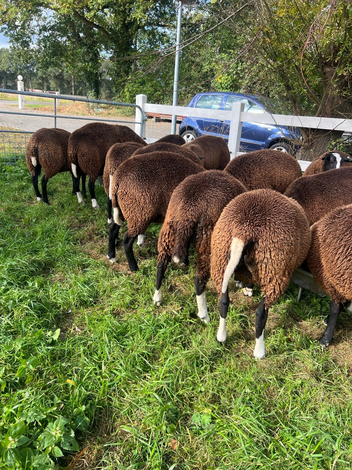 Te koop Zwartbles ooi lammeren, Schaap