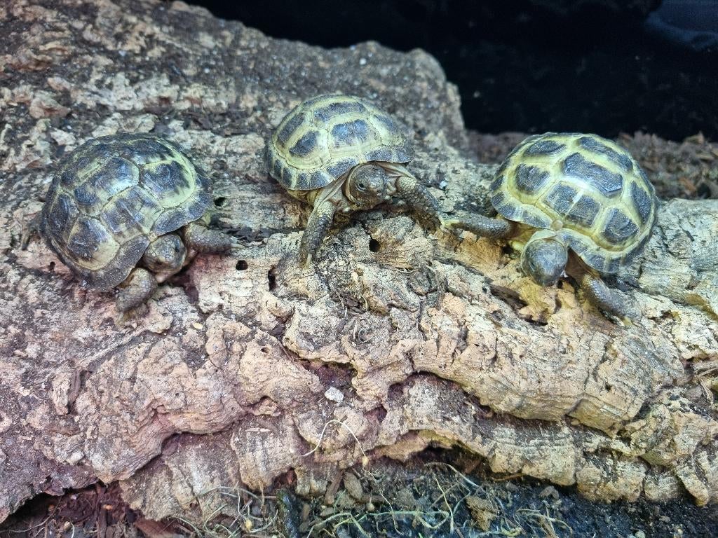 Testudo horsfieldii - Russische vierteen schildpad, Dieren en Toebehoren, Reptielen en Amfibieën, Schildpad, 0 tot 2 jaar