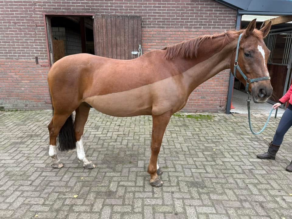 Paarden scheren Noord-Holland, Gedragstraining