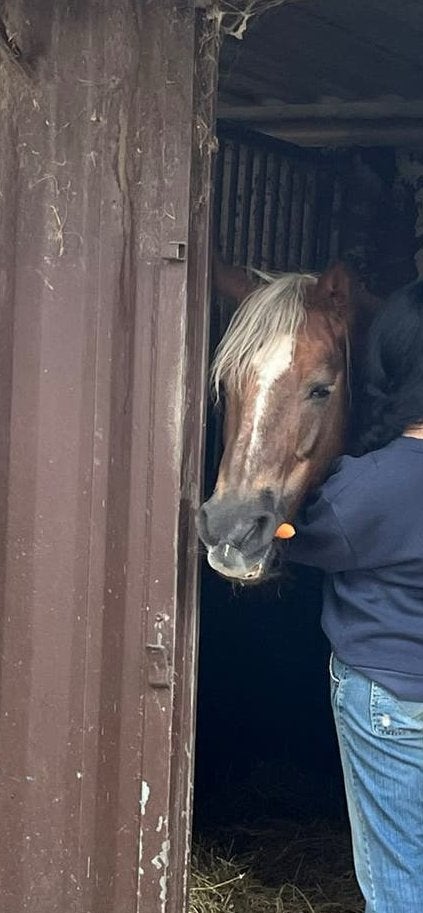 Verzorgpaard Bijrijdpaard Gezocht (omgeving Bollenstreek), Ophalen, Zo goed als nieuw