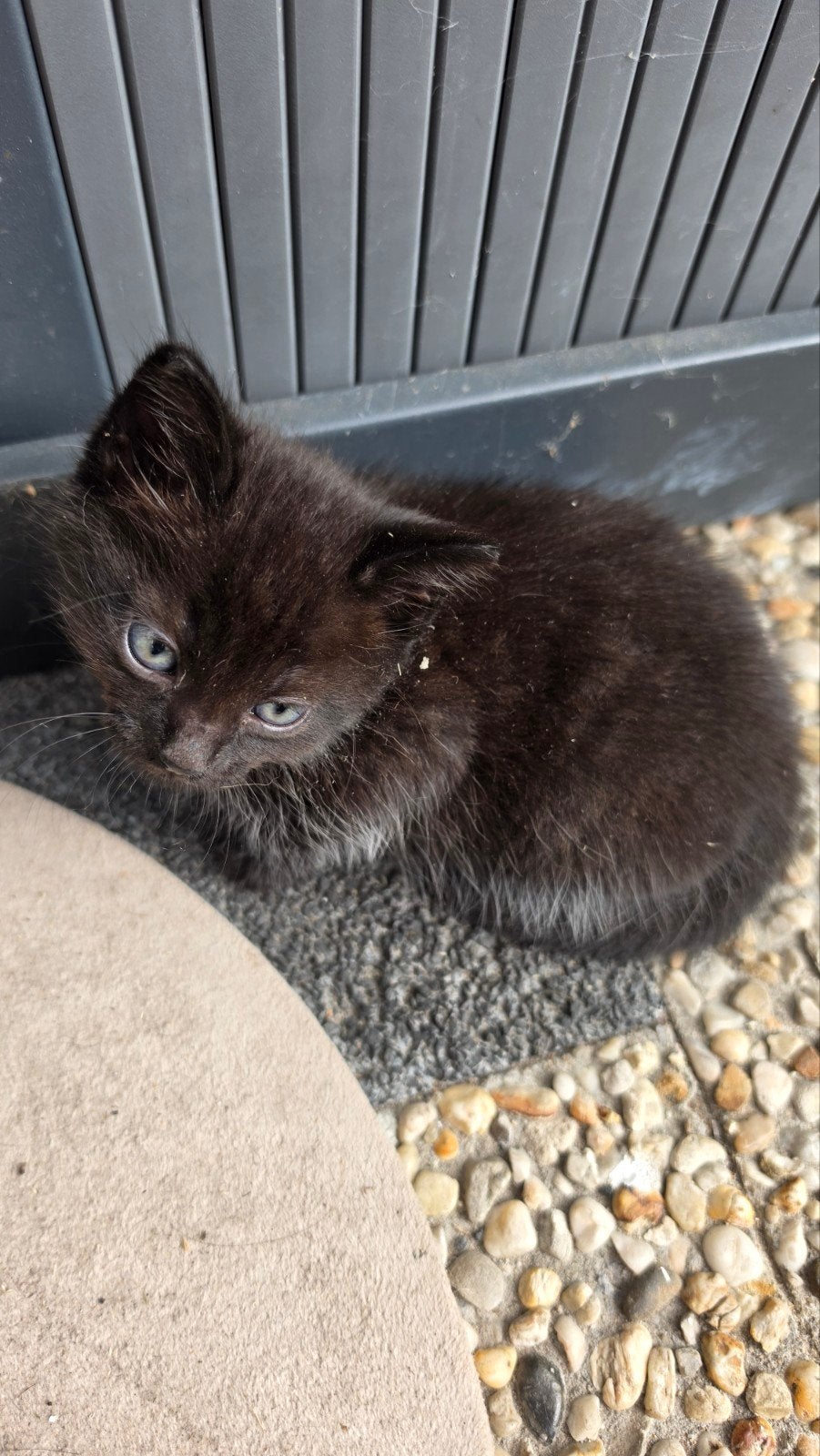 3 hele mooie en lieve kittens, Dieren en Toebehoren, Meerdere dieren, Kortharig, 0 tot 2 jaar