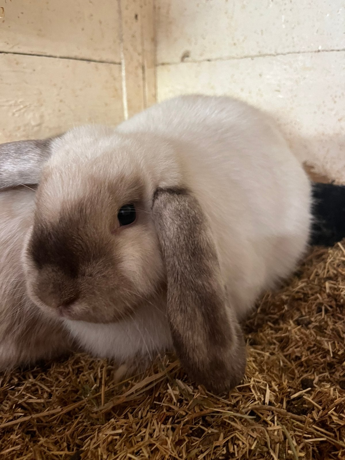 Te koop Lieve Dwerg Hangoor konijntje, Dieren en Toebehoren, Konijnen, Vrouwelijk, Dwerg, Hangoor