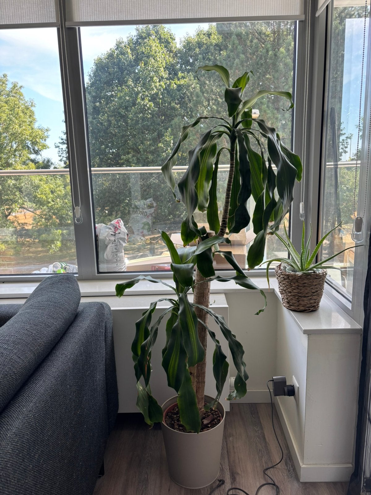 Plant Gratis ophalen, Ophalen, Halfschaduw, Minder dan 100 cm