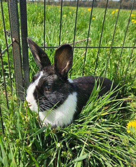 Tremaine zoekt een huisje!, Dieren en Toebehoren, Vrouwelijk, Klein, 0 tot 2 jaar