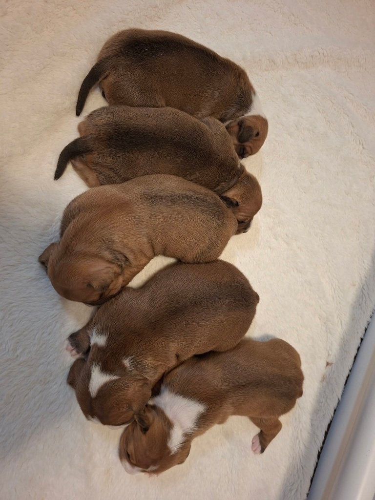 engelse stafford pups, Dieren en Toebehoren, Overige rassen, 8 tot 15 weken, Teef, Meerdere