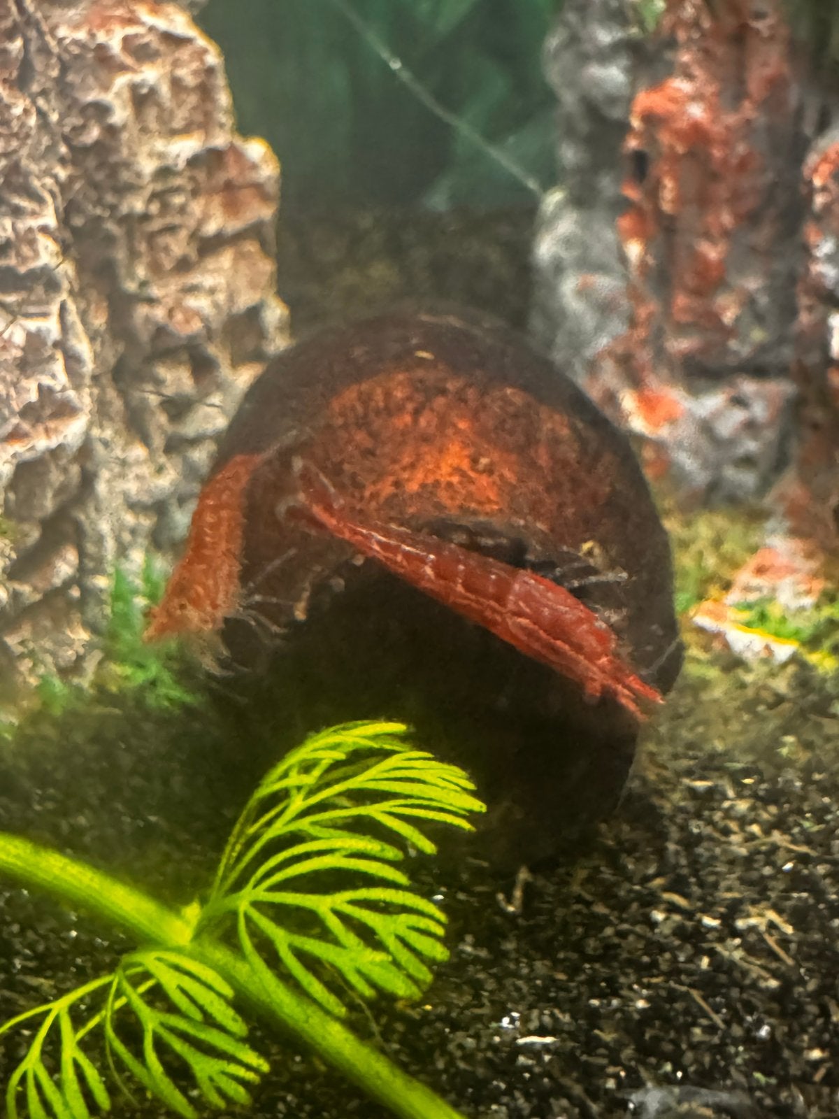 Vuur garnalen, Dieren en Toebehoren, Vissen | Aquariumvissen, Kreeft, Krab of Garnaal