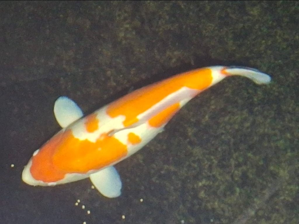 Hele mooie matsue kohaku 67 cm groot, Dieren en Toebehoren, Karper of Koi