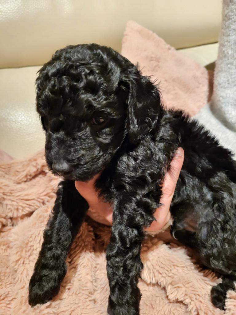 Zwarte Middenslag Poedel Pups, Poedel, Parvo, België, Particulier