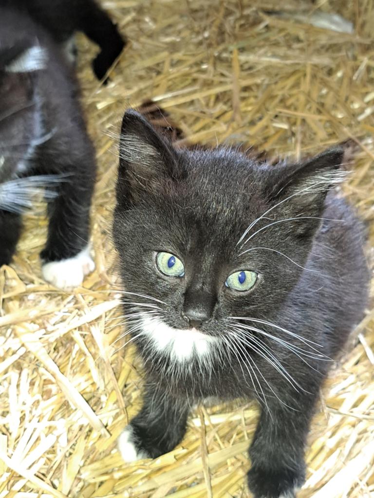 Lieve kitten, Kater