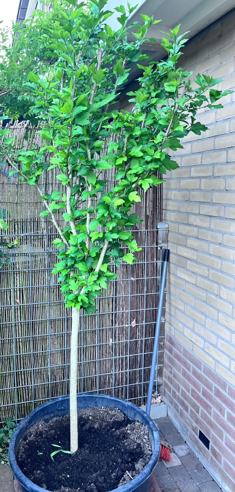 Hibiscus syriacus 200 cm, Bloeit niet, Overige soorten, 250 tot 400 cm, Ophalen