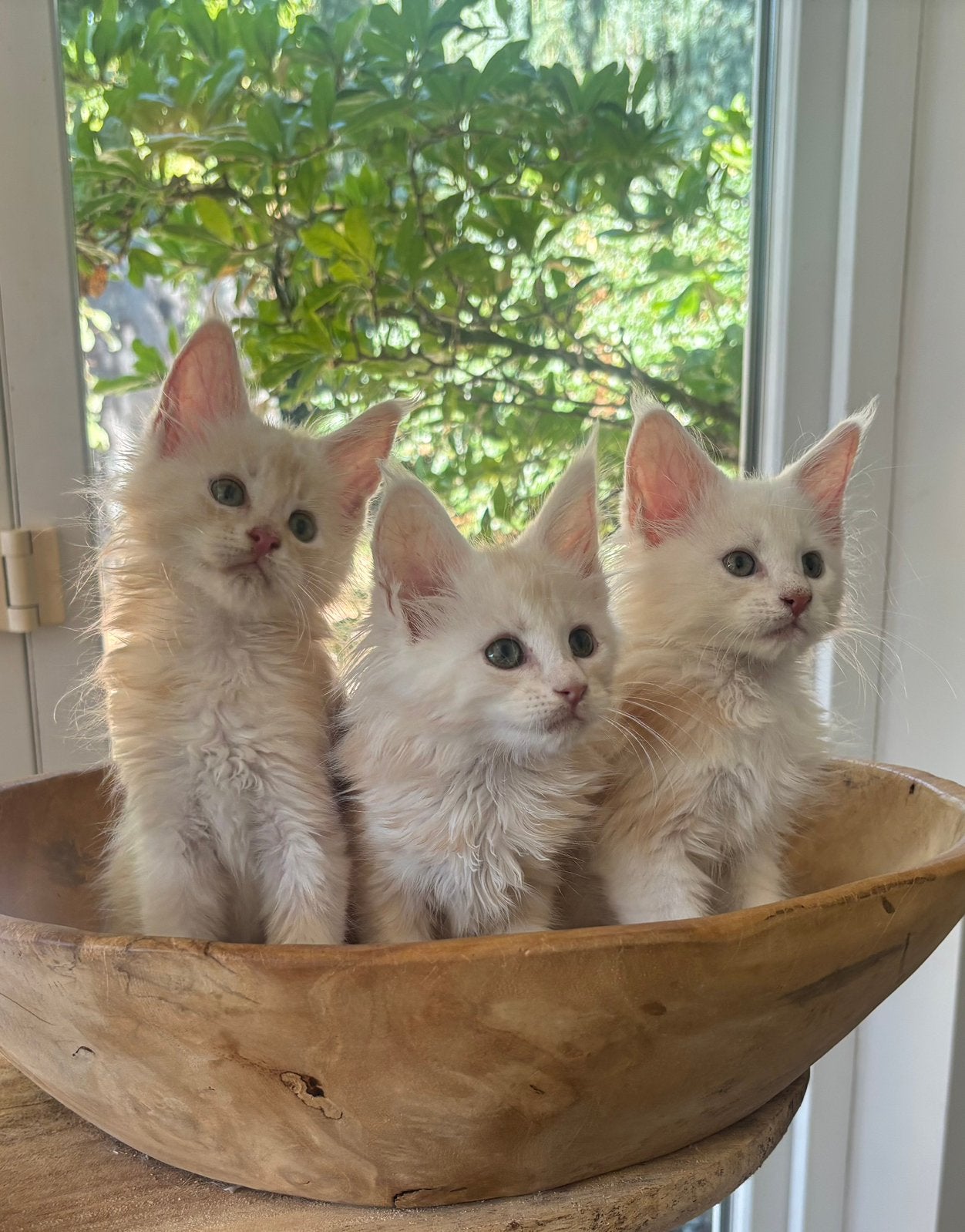 XXL Maine Coon Kittens beschikbaar €1450 met stamboom, Dieren en Toebehoren, Meerdere dieren, Met stamboom