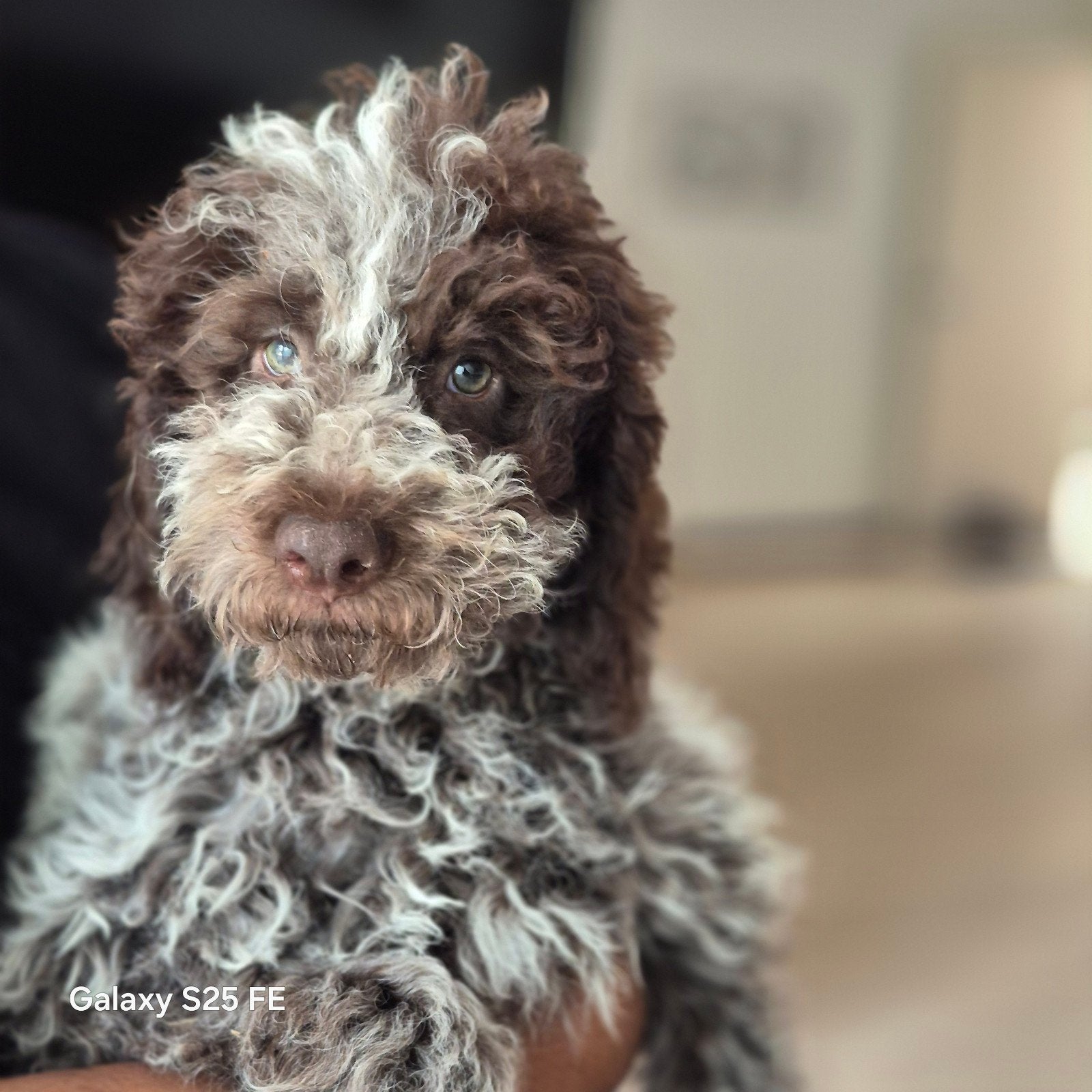 Lagotto Romagnolo pups, Dieren en Toebehoren, Honden | Niet-rashonden, Parvo, België, Particulier, 8 tot 15 weken