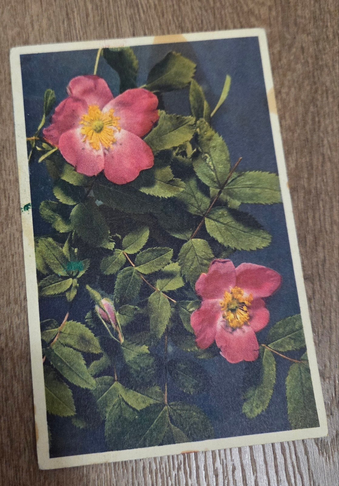 Wilde Rozen - Rosa Canina Eglantine, Verzenden, Voor 1920, Ongelopen, Overige thema's