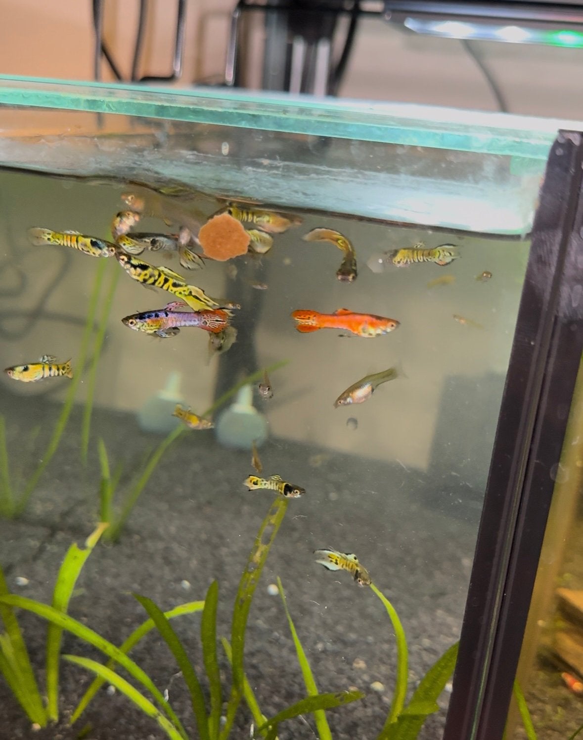 Endler guppen man, Dieren en Toebehoren, Vis, Zoetwatervis