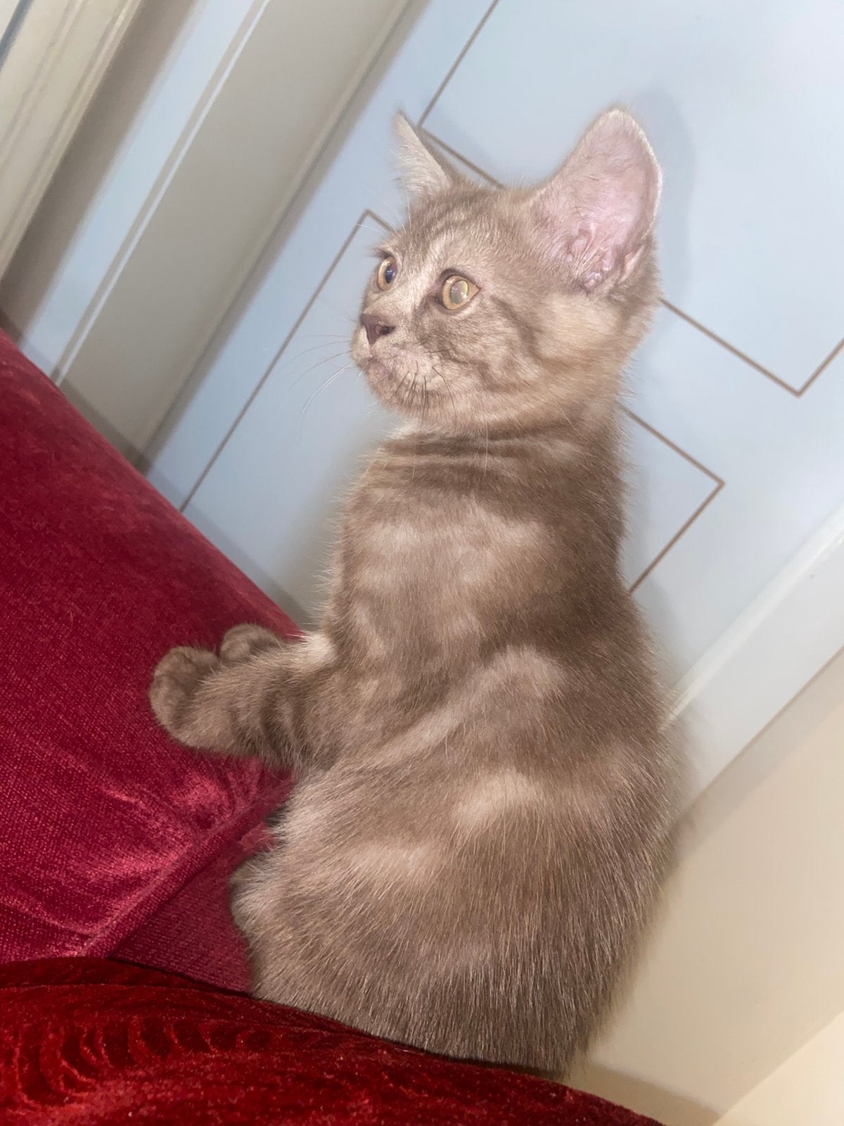 Britse korthaar x siamees, Dieren en Toebehoren, Katten en Kittens | Raskatten | Langhaar, Kater
