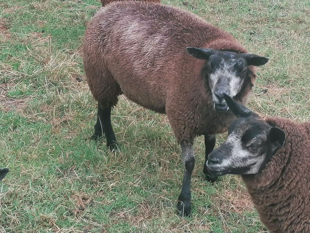 Blauwe Texelaar ooilammeren, Dieren en Toebehoren, Schapen, Geiten en Varkens, Vrouwelijk, Schaap, 0 tot 2 jaar
