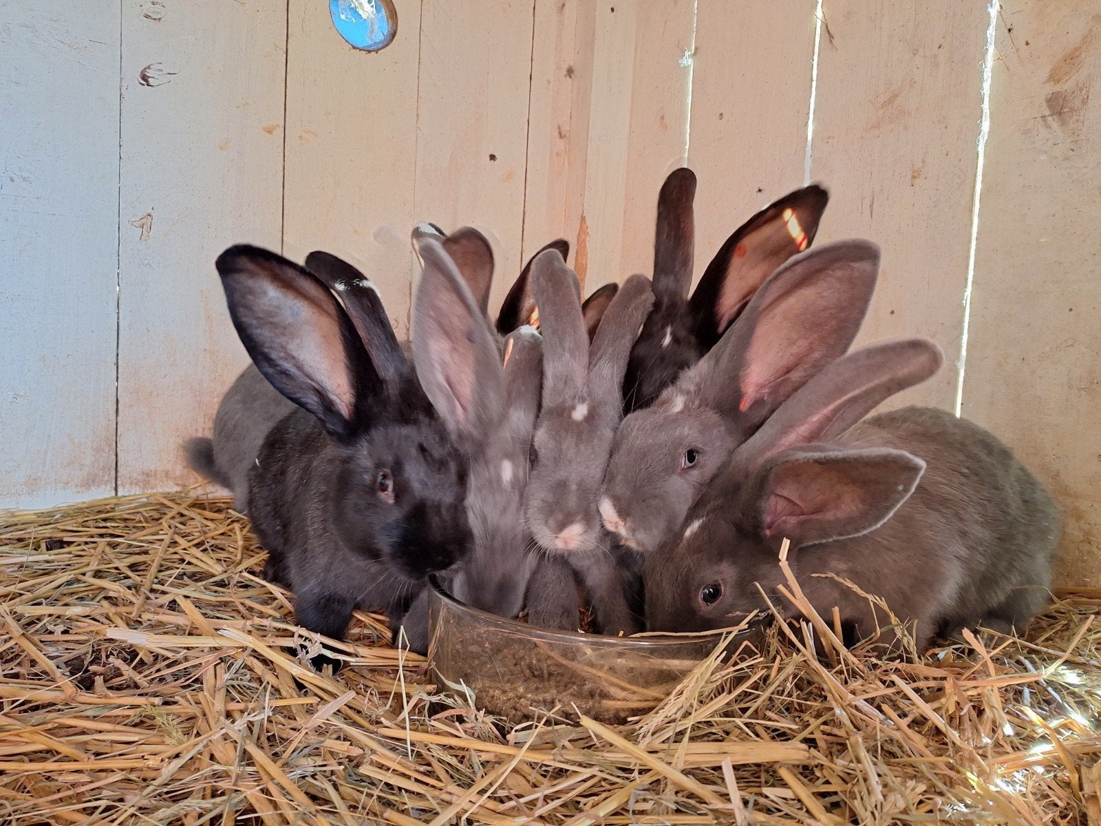 Duitse reuzen en vlaamse reuzen, Dieren en Toebehoren, Konijnen, Meerdere dieren, Groot