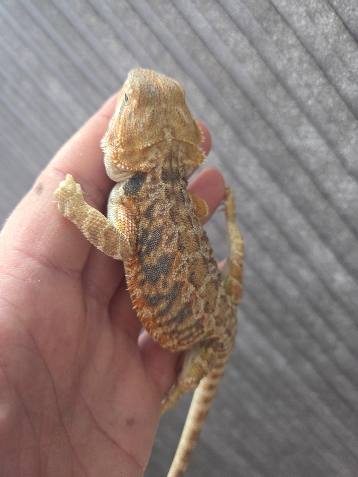 Baardagaam Pogona Vitticeps Red Orange Tiger Bearded Dragon photo 2