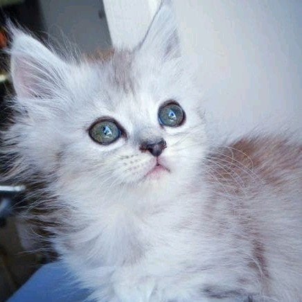ragdoll kitten Britskorthaar britslanghaar heel aanhankelijk, Meerdere dieren, Langharig, 0 tot 2 jaar