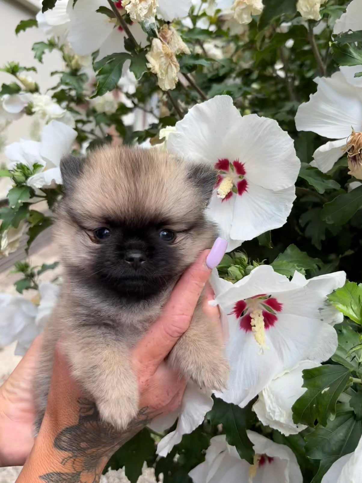 Prachtige puppys, Keeshond, 8 tot 15 weken, Parvo, Meerdere