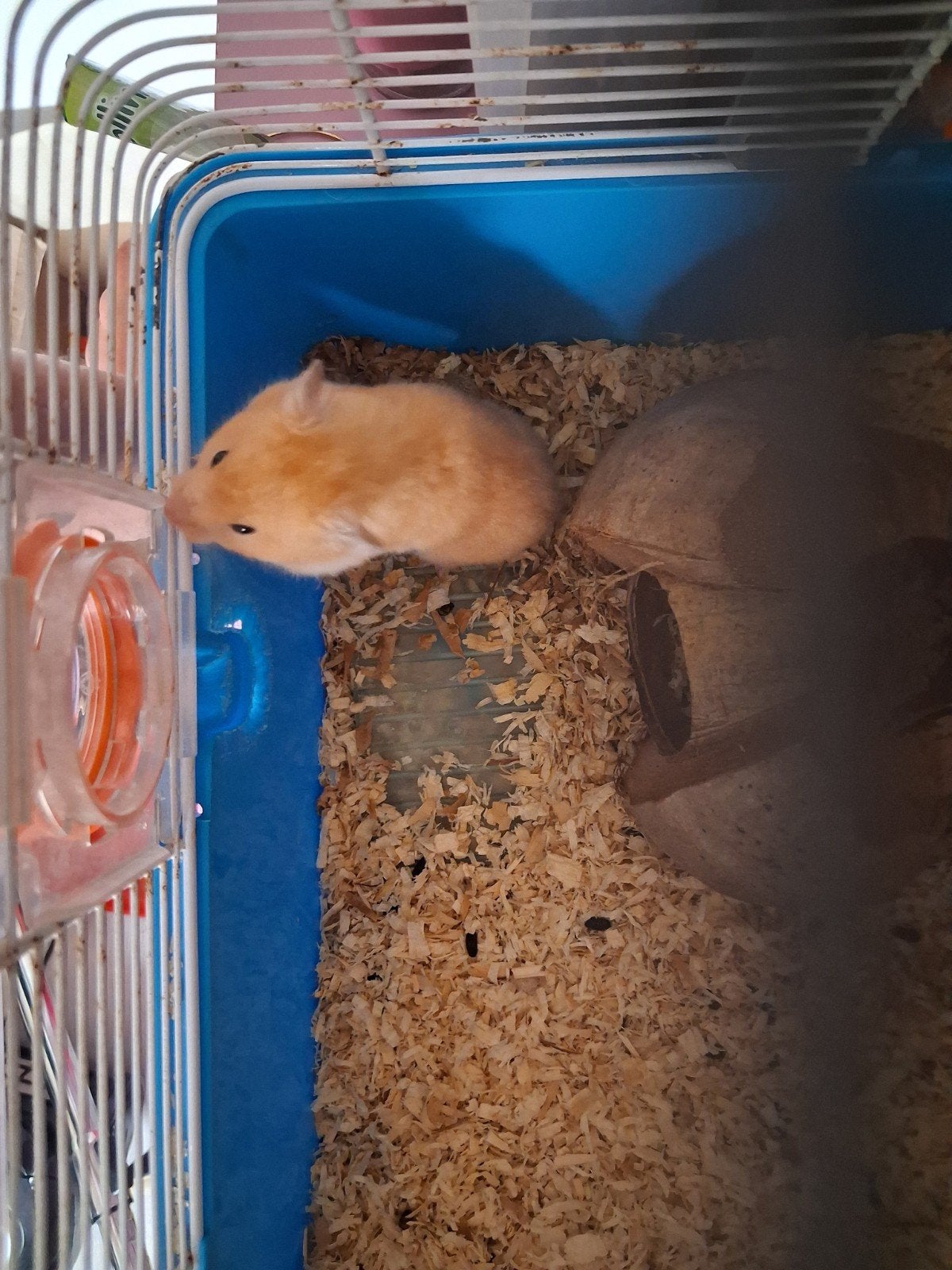 goudhamster, Maart, Vrouwelijk, Hamster