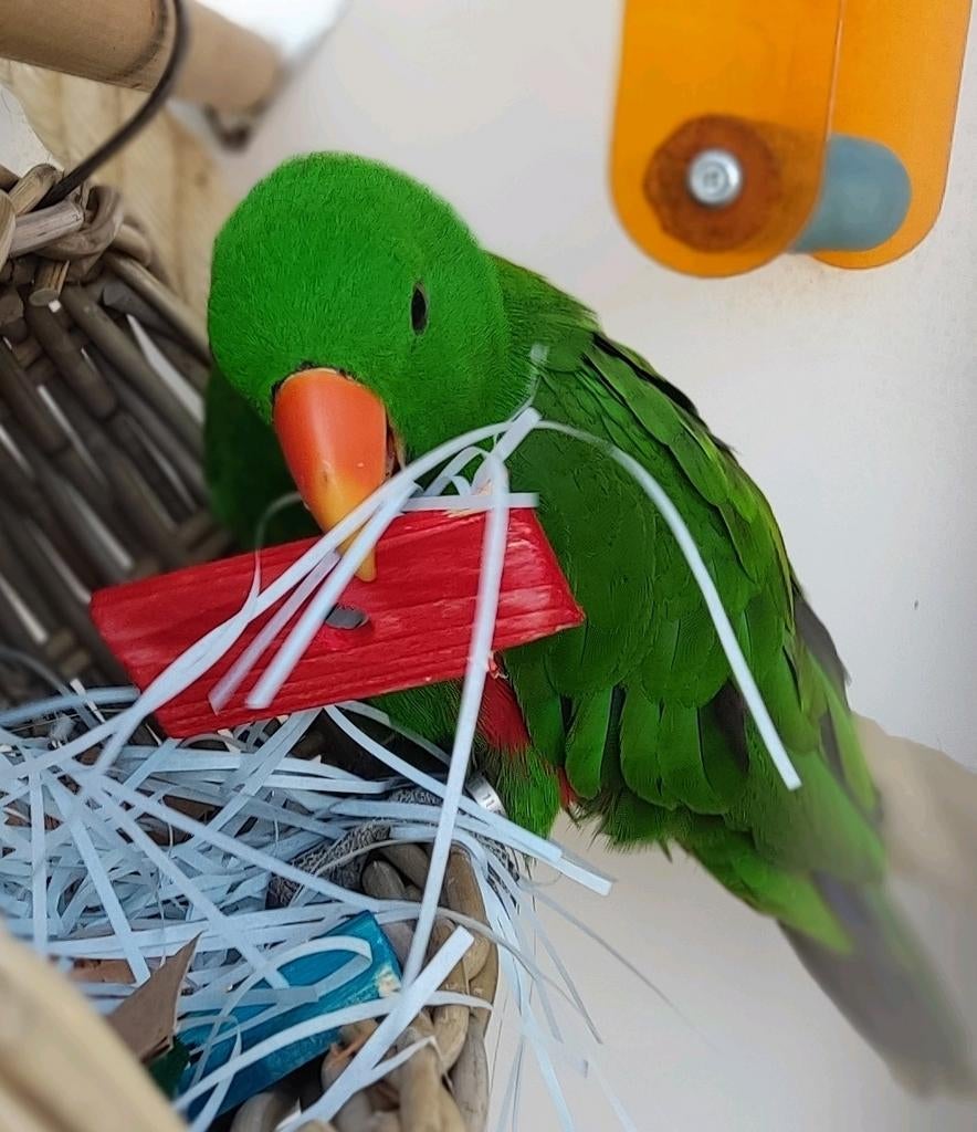 Edelman, Dieren en Toebehoren, Vogels | Parkieten en Papegaaien, Mannelijk, Papegaai, Tam