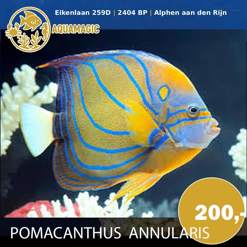 pomacanthus annularis, Vis, Zoutwatervis
