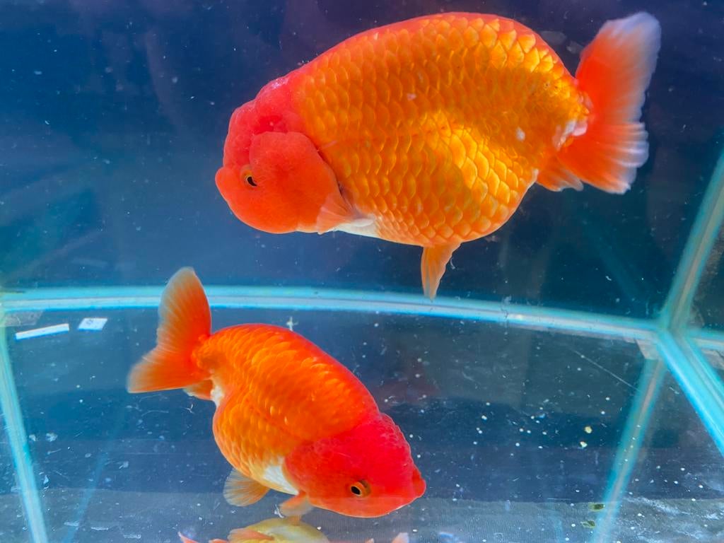 Ranchu goudvis