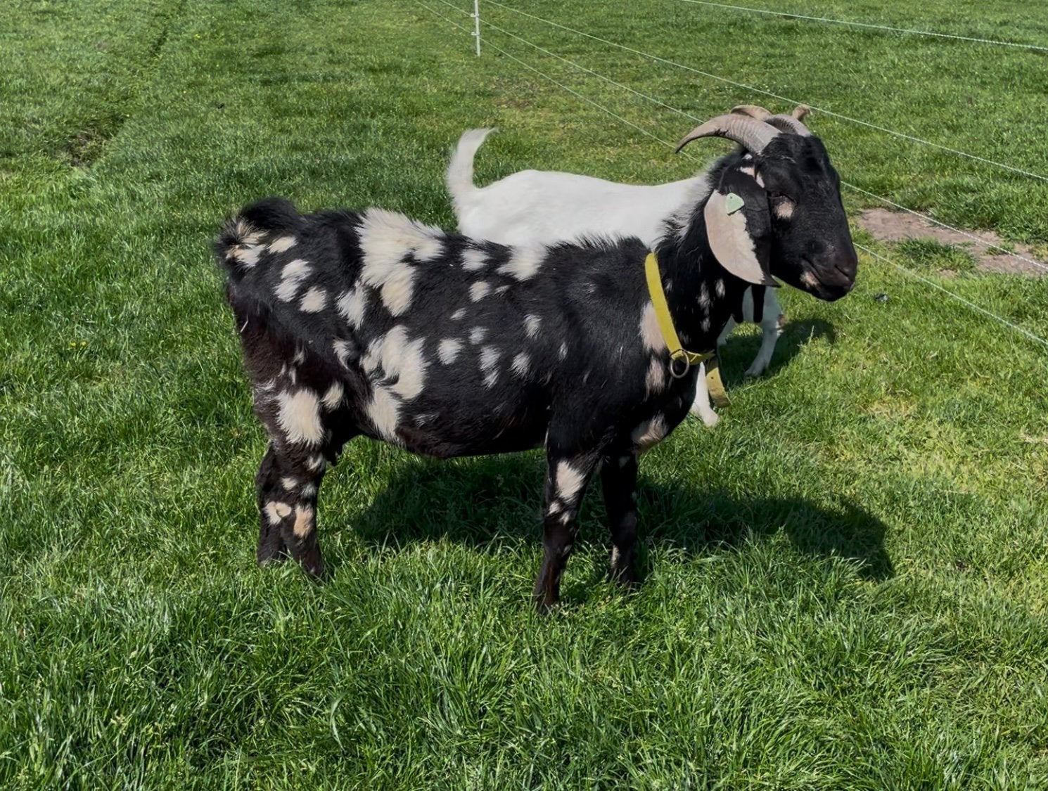 2 Lieve boergeiten te koop, Dieren en Toebehoren, Vrouwelijk, Geit