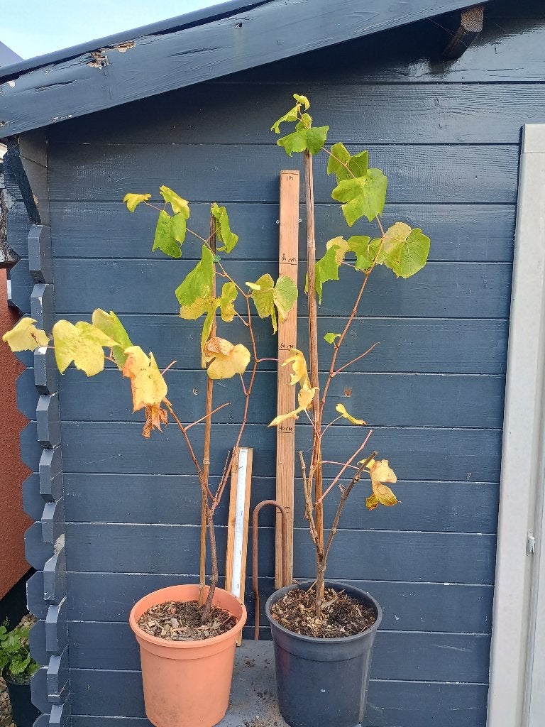 Zoete witte pitloze druif Druivenstruiken, Tuin en Terras, Volle zon, Vaste plant, Verzenden, Fruitplanten