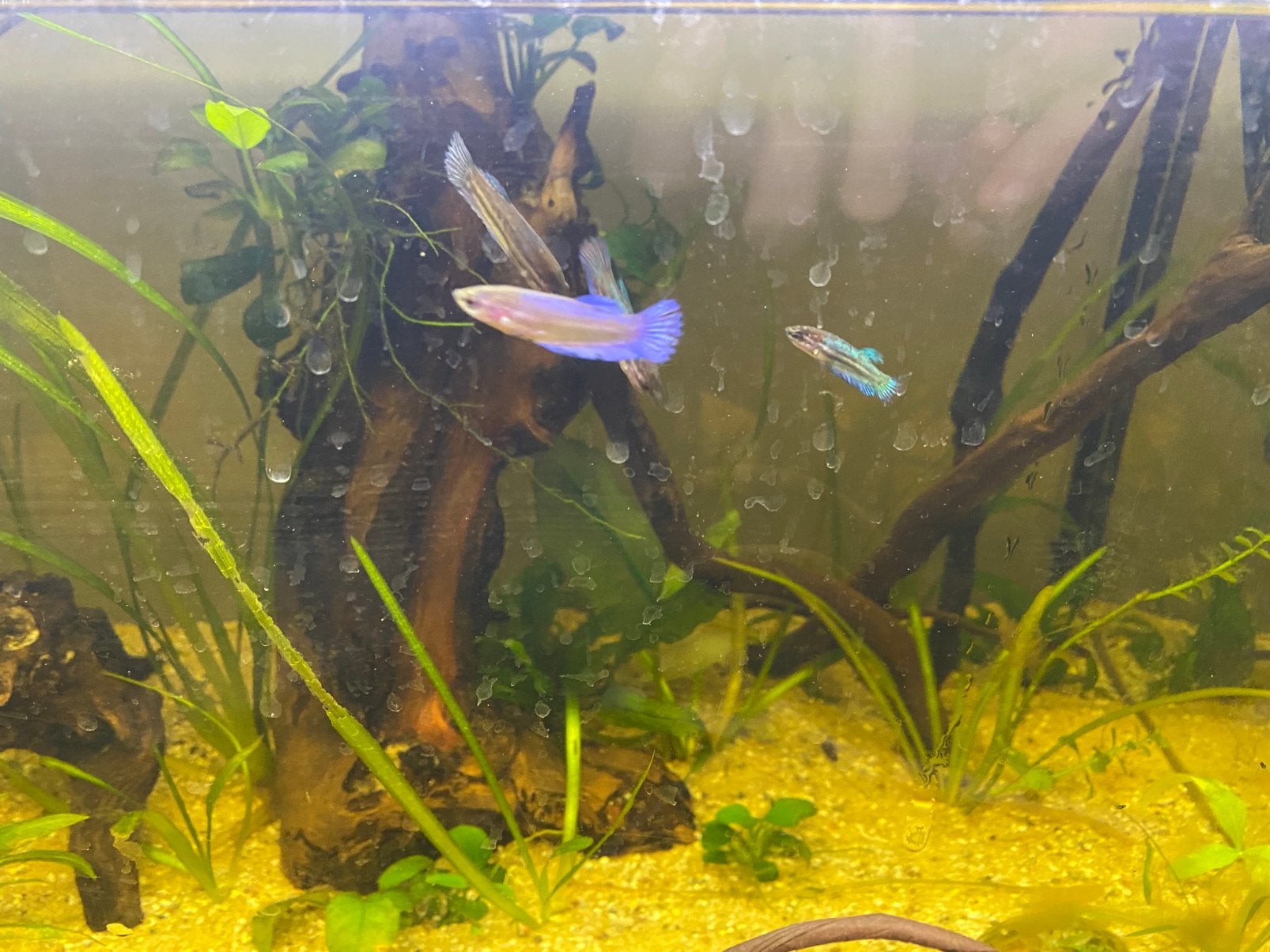 4 jonge betta vrouwtjes, Vis