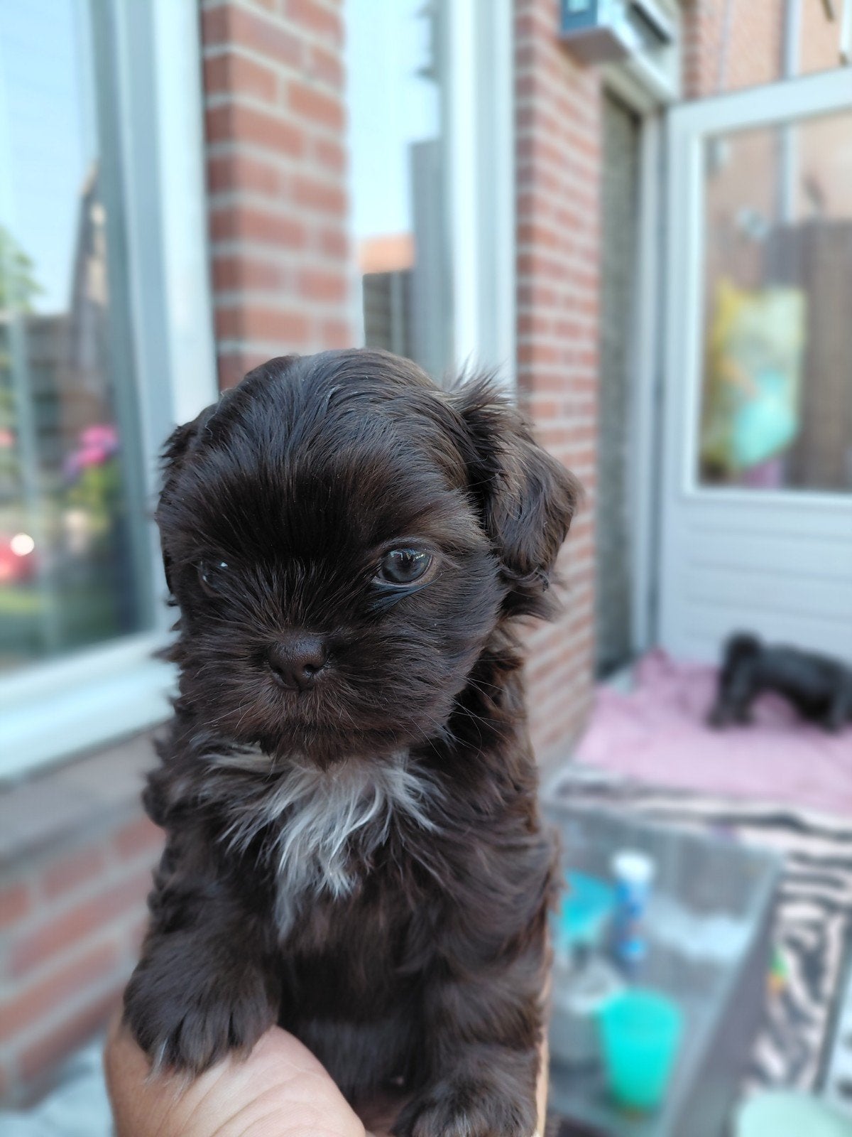 Shih-tzu pups uniek nestje  (gereseveerd ), Overige rassen, 8 tot 15 weken, Meerdere, Meerdere dieren