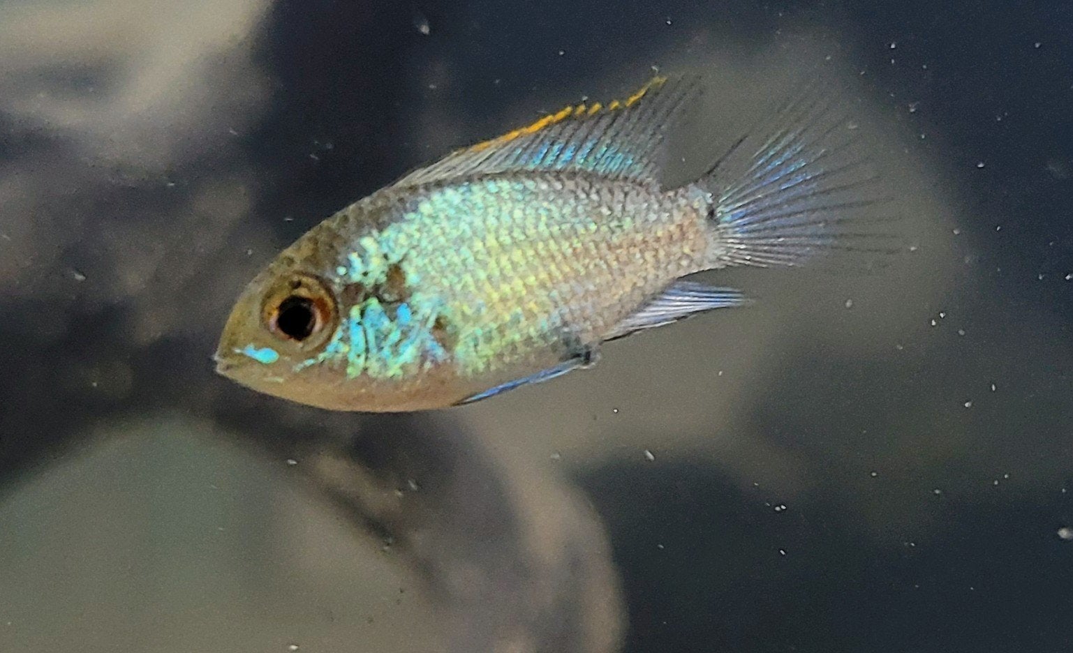 Jonge Electric Blue Acara's, Vis, Zoetwatervis, Schoolvis