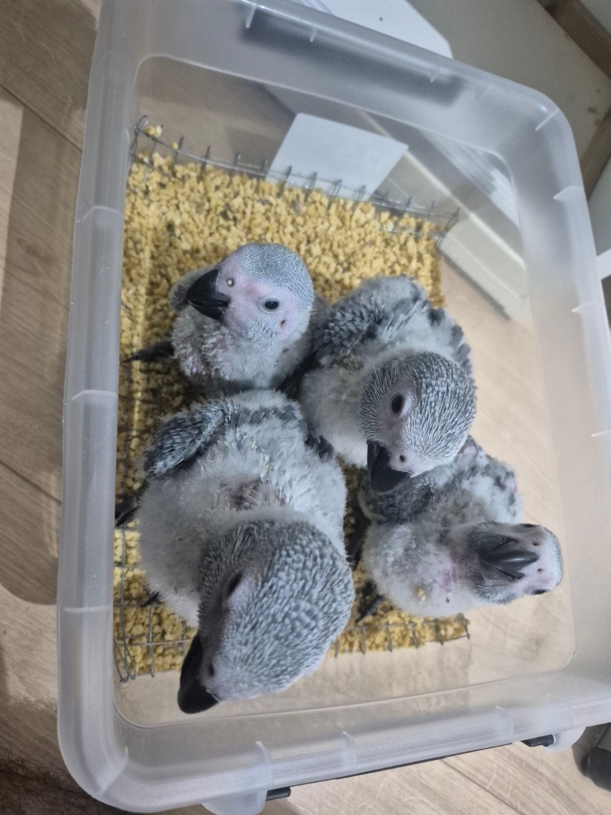 Grijzeroodstaart papegaai, Dieren en Toebehoren