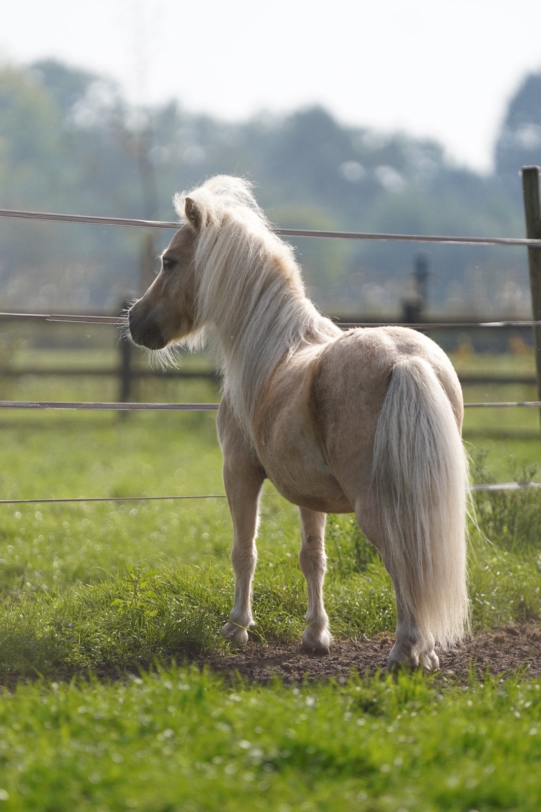 Knappe shetlander ruin, Dieren en Toebehoren, Ruin, 0 tot 2 jaar, A pony (tot 1.17m), Onbeleerd