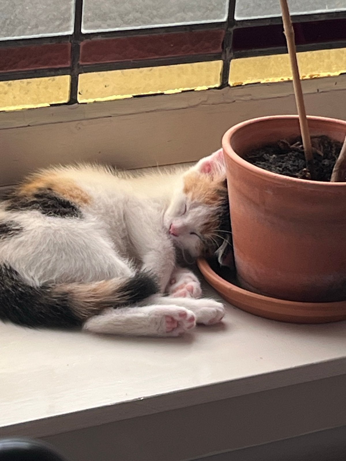 Kittens gratis, Dieren en Toebehoren, Poes