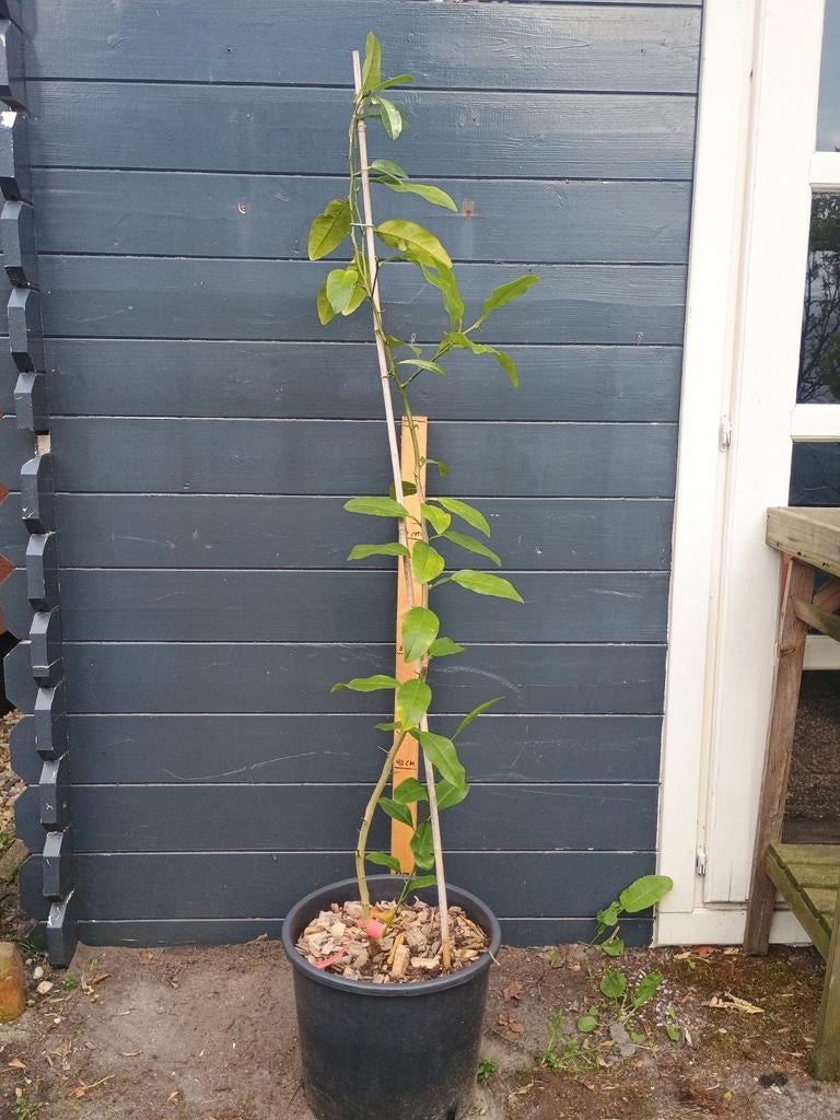 Volkamer Citroenboom (Citrus Volkameriana) - Sterke Groeier, Ophalen, Lente, Volle zon, In pot