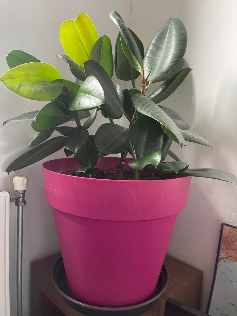 Plant met vaas, Huis en Inrichting, Kamerplanten, Ophalen of Verzenden, Halfschaduw, Minder dan 100 cm