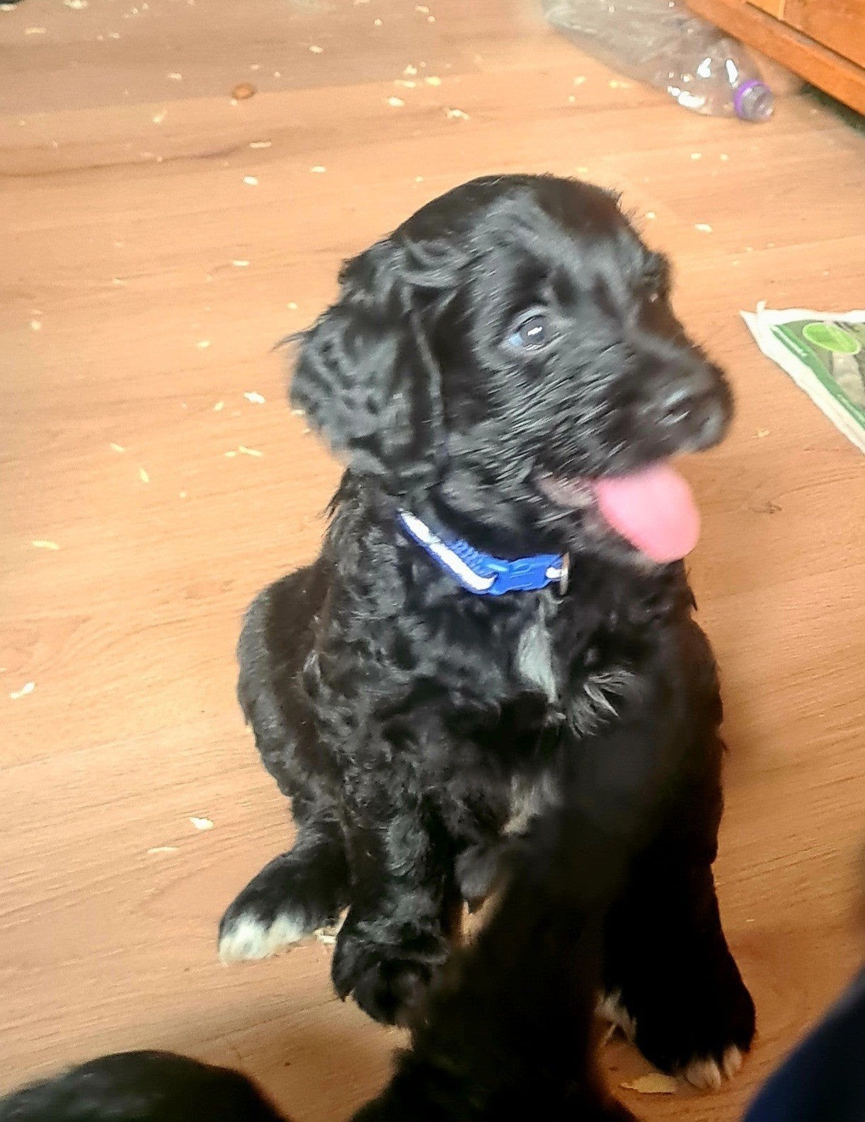 Goldendoodle pups! zwart wit!, Golden retriever, CDV (hondenziekte), 8 tot 15 weken, Meerdere