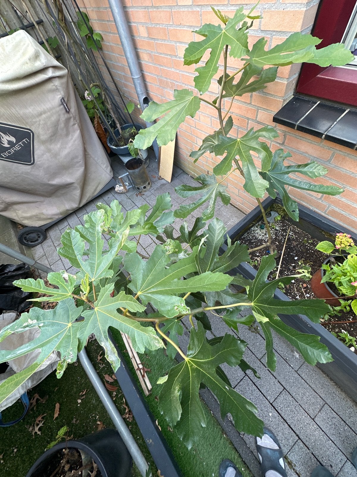 2x Ficus carica 'Little Miss Figgy' (dwergvijg), Tuin en Terras, Planten | Tuinplanten, Ophalen, Volle zon, Vaste plant, Zomer