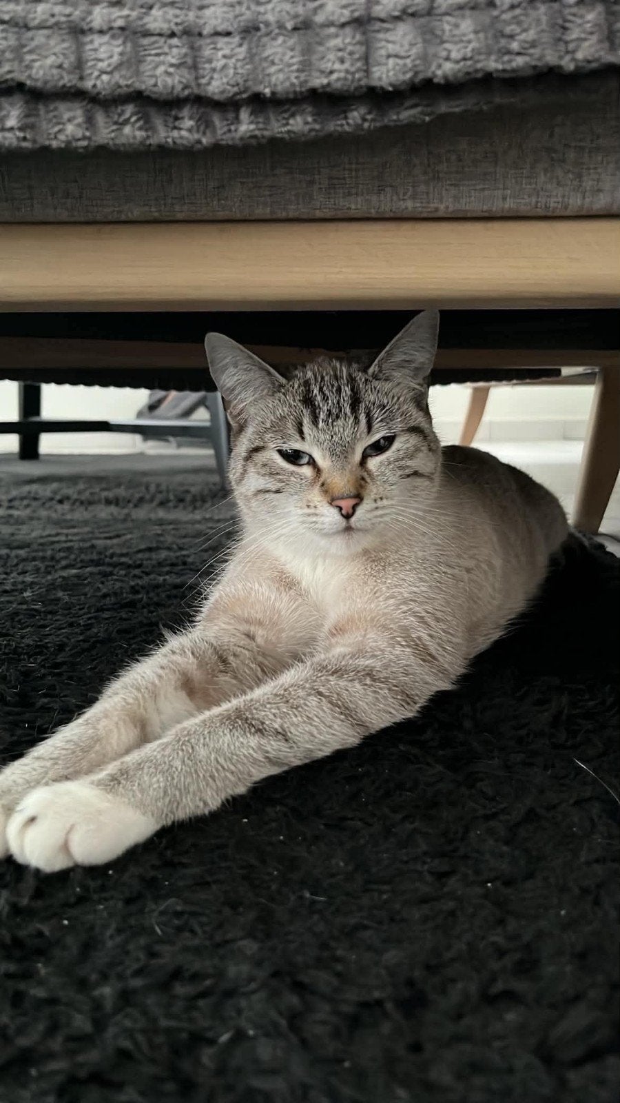 lief huisje gezocht voor lily ( raskat), Dieren en Toebehoren, Katten en Kittens | Raskatten | Korthaar, Poes, Ontwormd, 0 tot 2 jaar
