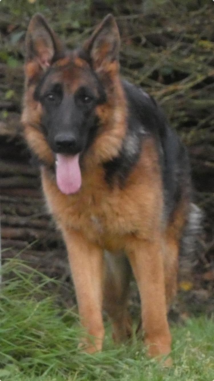 Mooie Duitse Herder Teef uit Keurfok, Dieren en Toebehoren, Honden | Herdershonden en Veedrijvers, 15 weken tot 1 jaar, Teef, Parvo