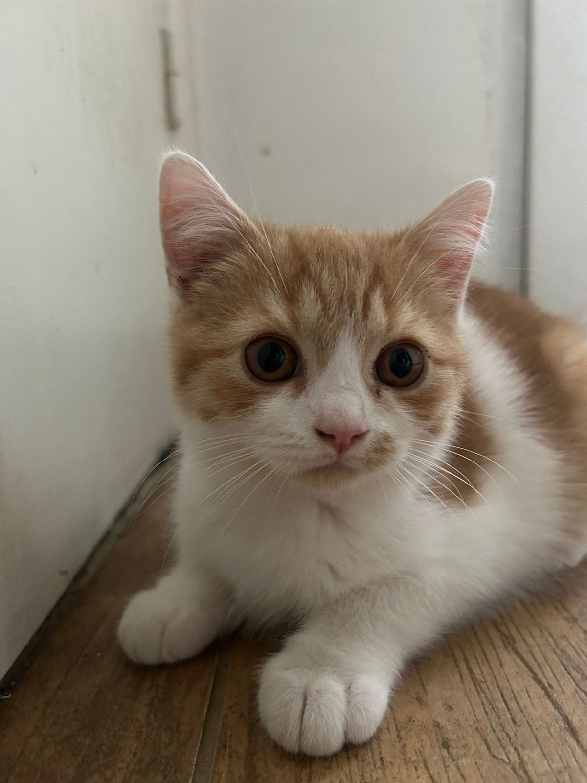 Britse korthaar kittens, Meerdere dieren, Met stamboom, 0 tot 2 jaar