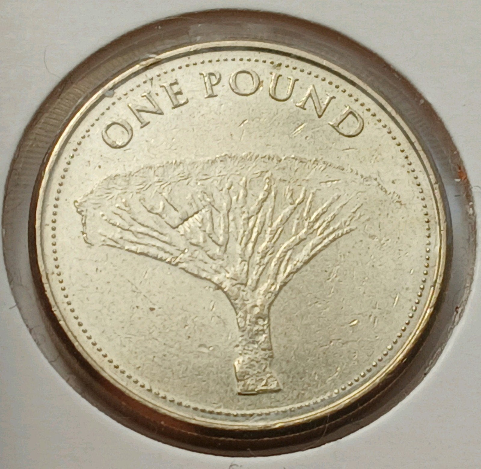 Gibraltar 1 Pound 2014 Prachtige Oude Munt Zeldzaam Schaars, Ophalen of Verzenden, Overige landen
